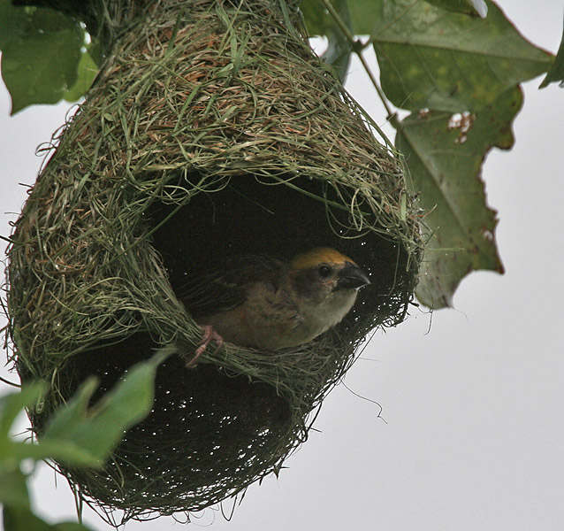 Baya Weaver: Amazing Indian Weaver Bird known for Artistic Nests | Most Unbelievable & Amazing ...