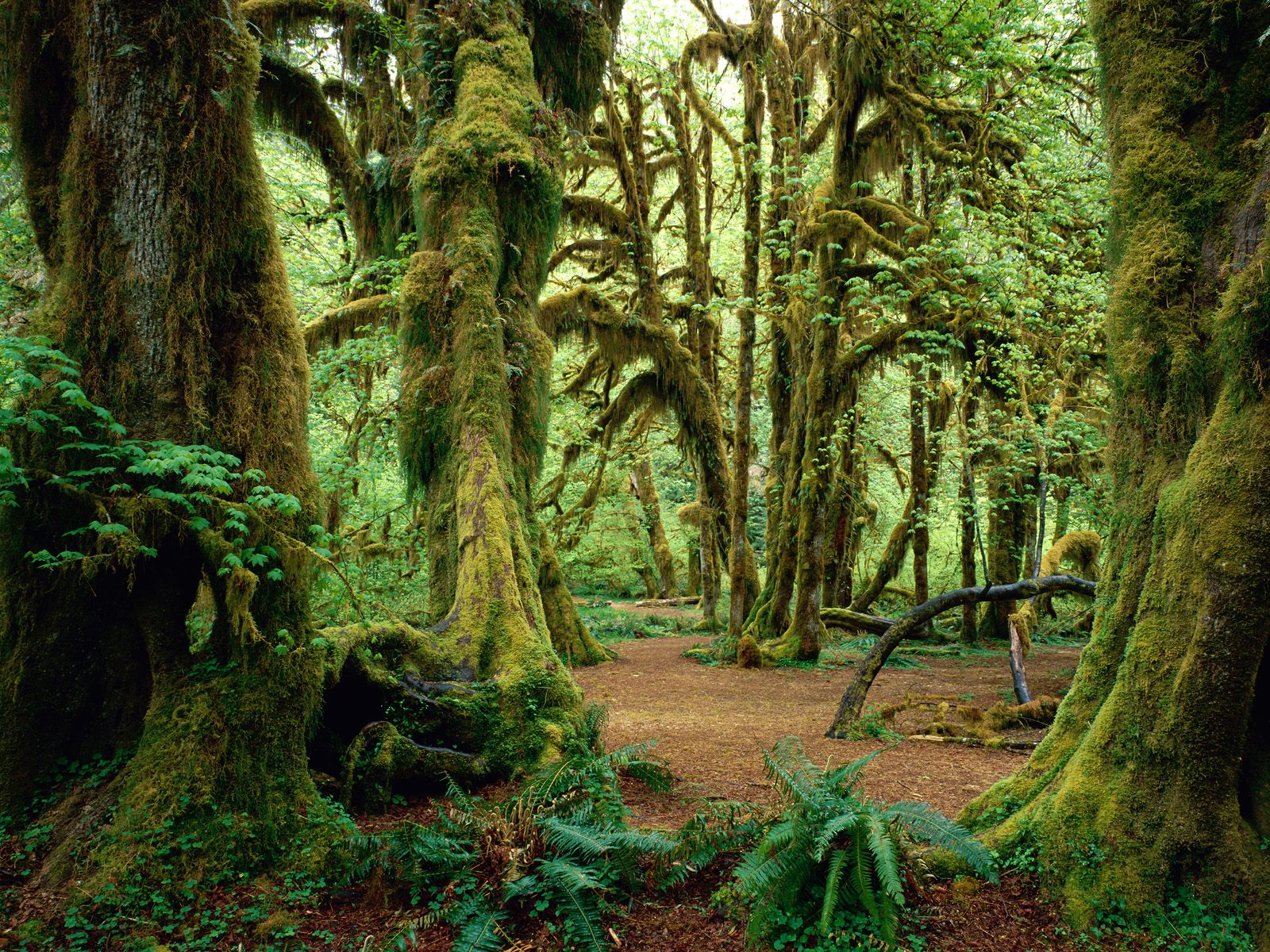 Hoh Rainforest, Olympic National Park, WA - Stock Image 