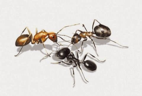 Θέλεις να ΑΠΑΛΛΑΓΕΙΣ από κατσαρίδες και μυρμήγκια;;; Ορίστε τι ΠΡΕΠΕΙ να κάνεις....