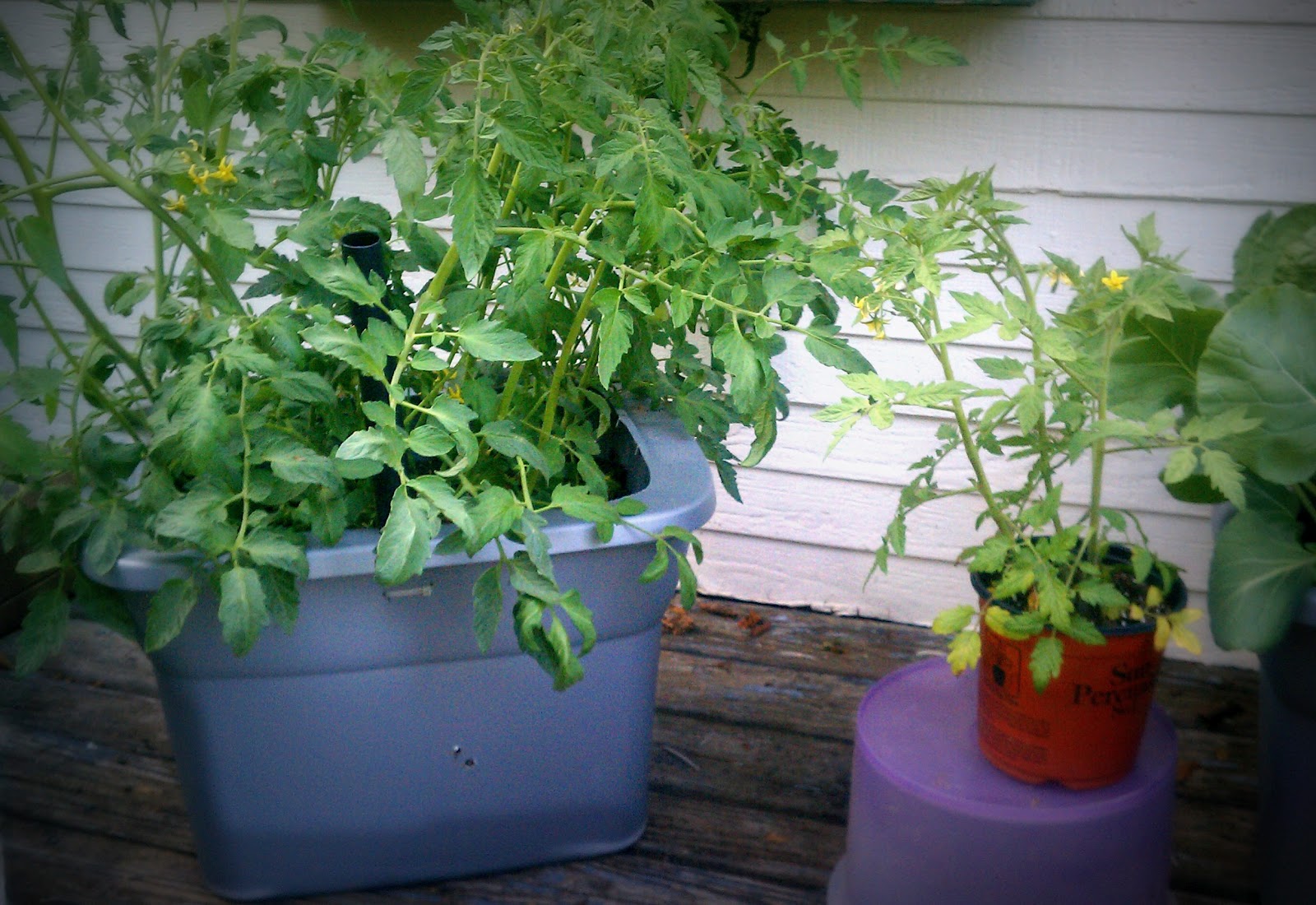 Been Gardening...Bin Gardening SelfWatering Bins versus Pots