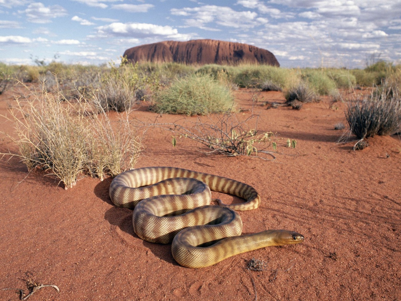 australian deserts australian deserts