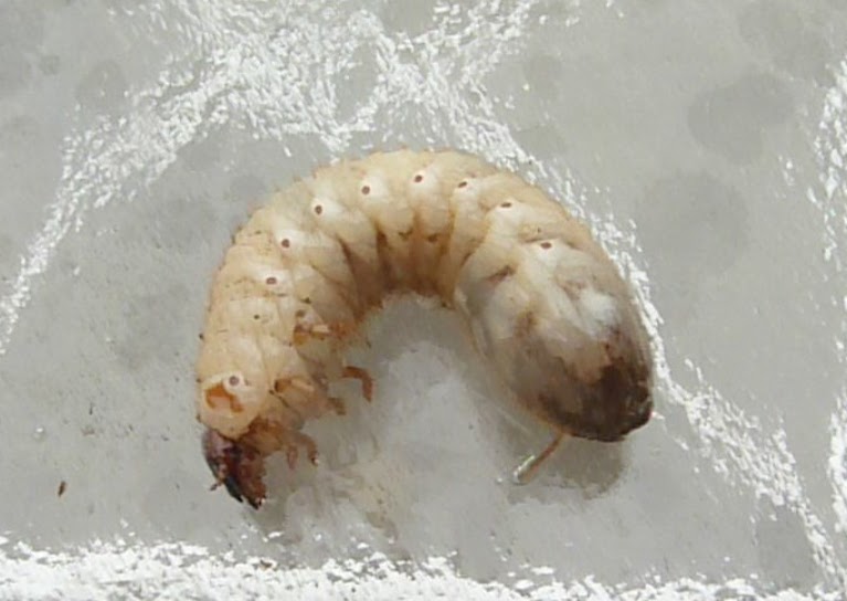 Springfield Plateau June Beetle Grub