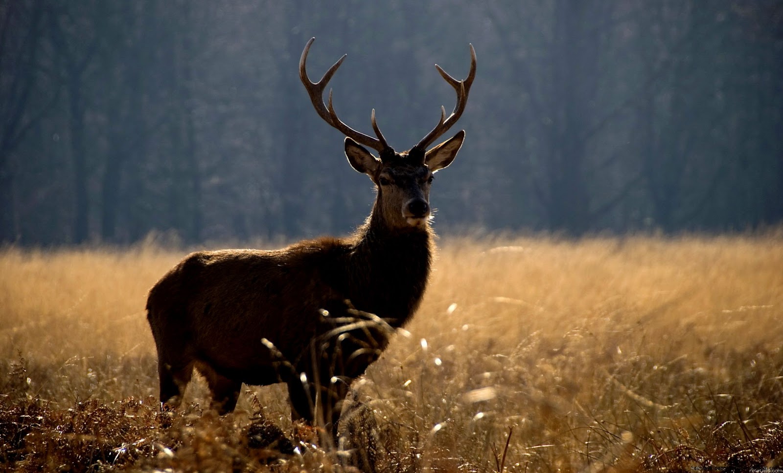 Free Deer Hunting Desktop Wallpaper Free Deer Hunting Desktop Wallpaper