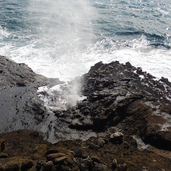 The water shooting out of the blowhole