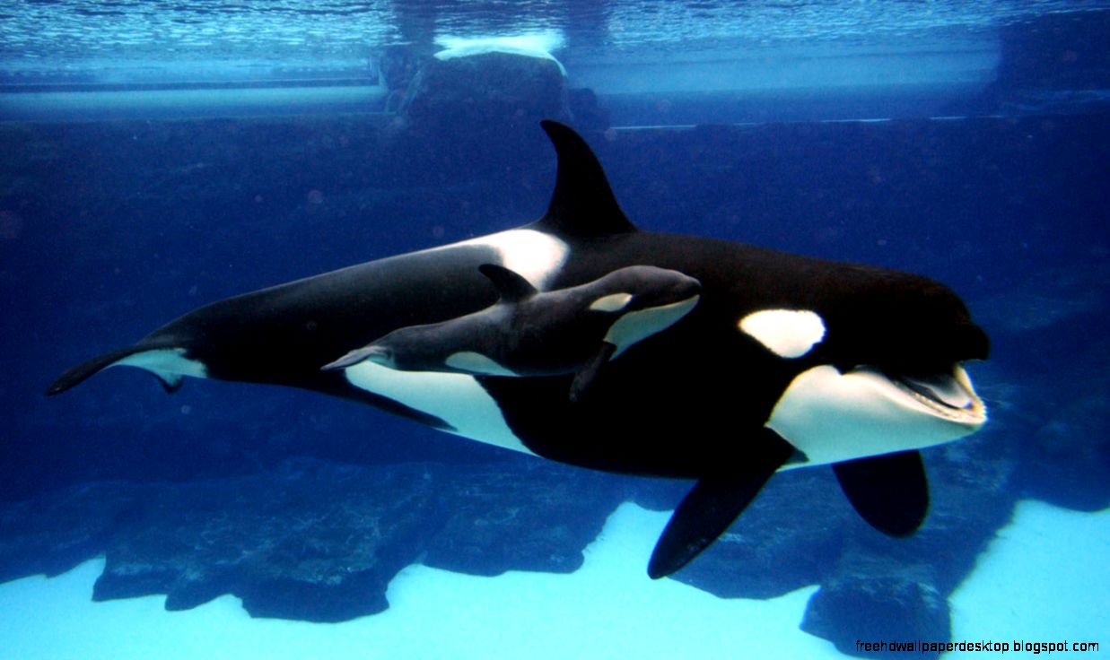Killer Whale Baby Orca Killer Whale Baby Orca