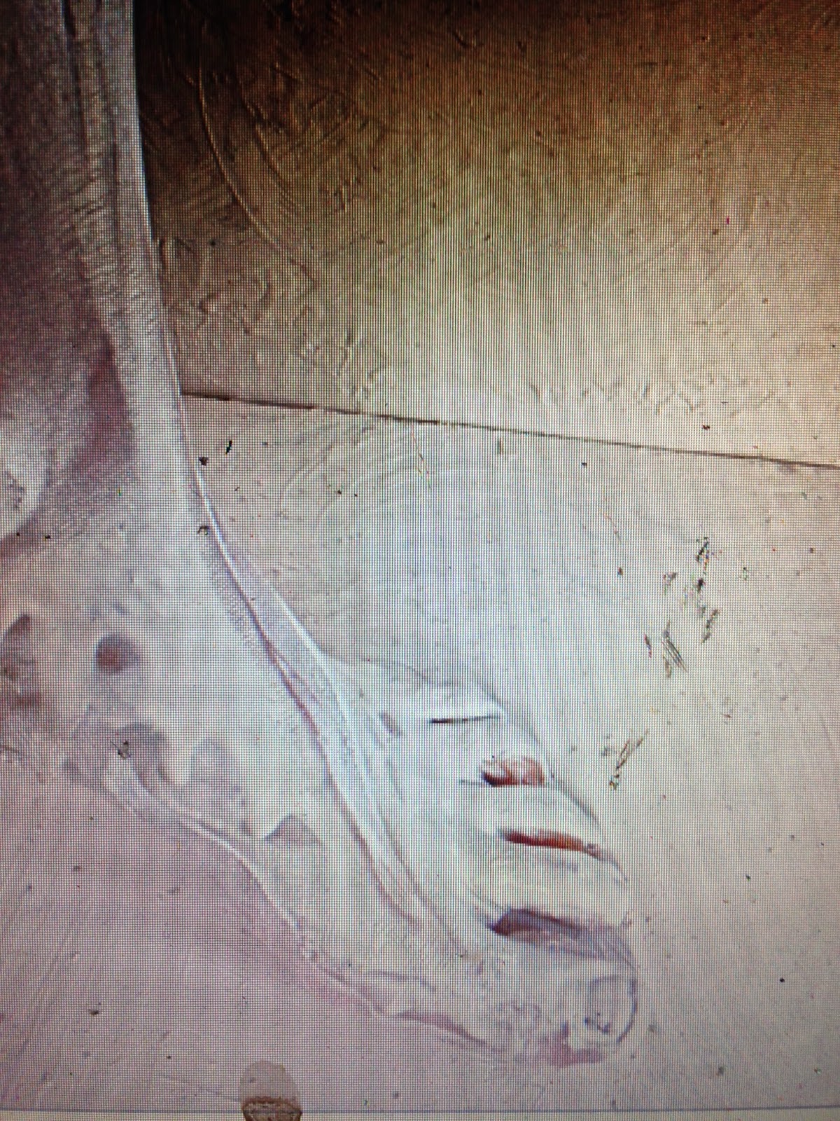 hand drawn and quartered