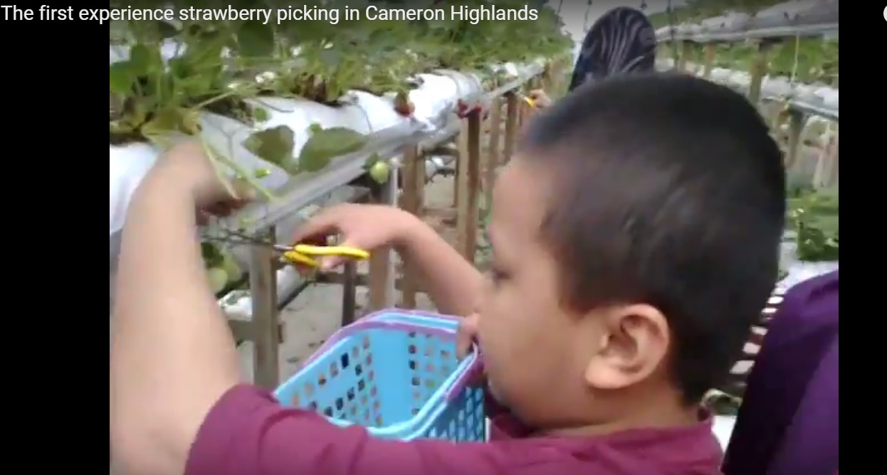 Picking of Strawberry  Video