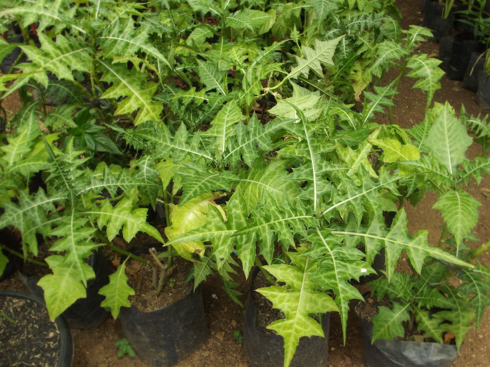 ANEKA TANAMAN OBAT