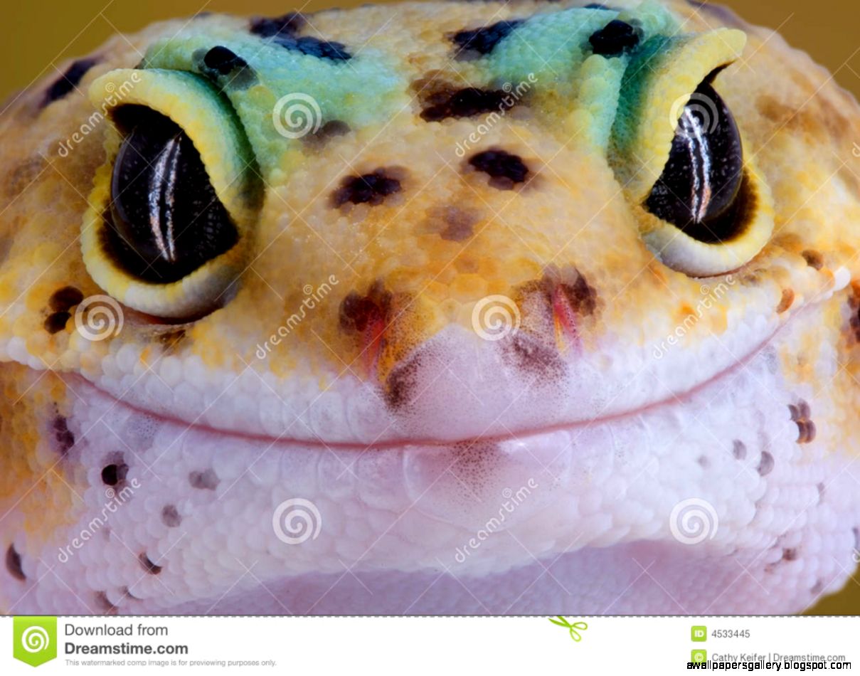 Leopard Gecko Smile Image Leopard Gecko Smile Image