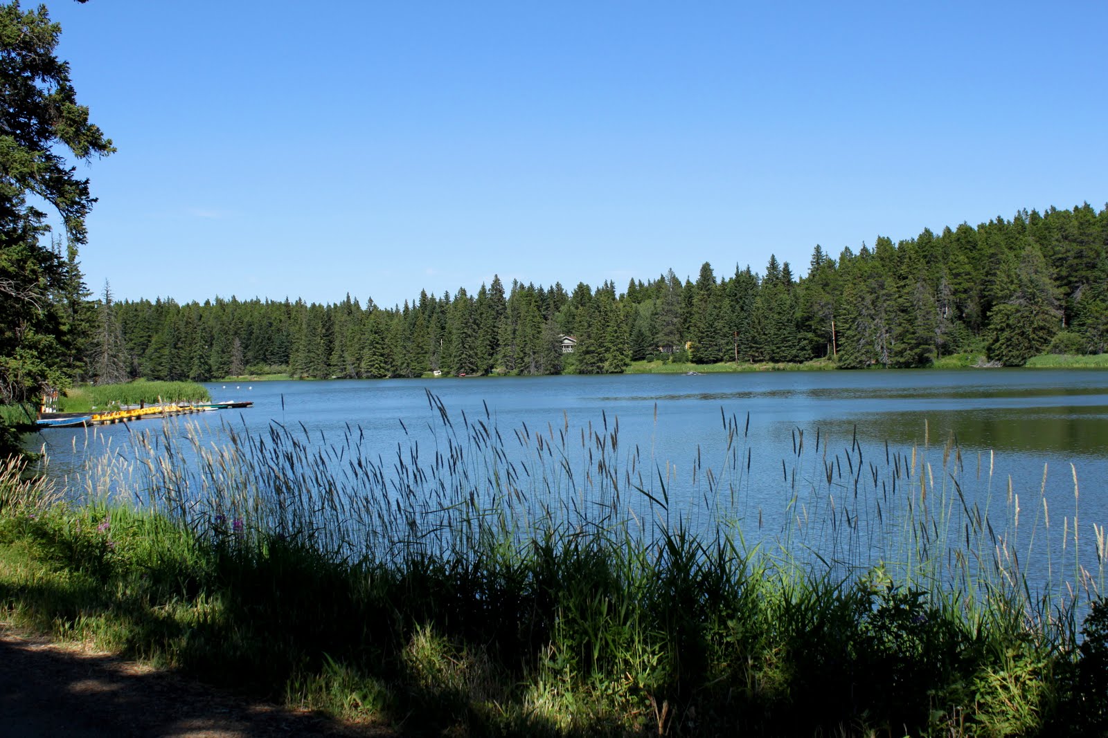 Still Life With Birder Cypress Hills Centre Block