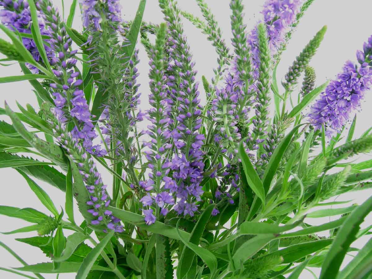 Bells Flowers