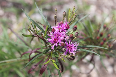 Vernonia 'Southern Cross'