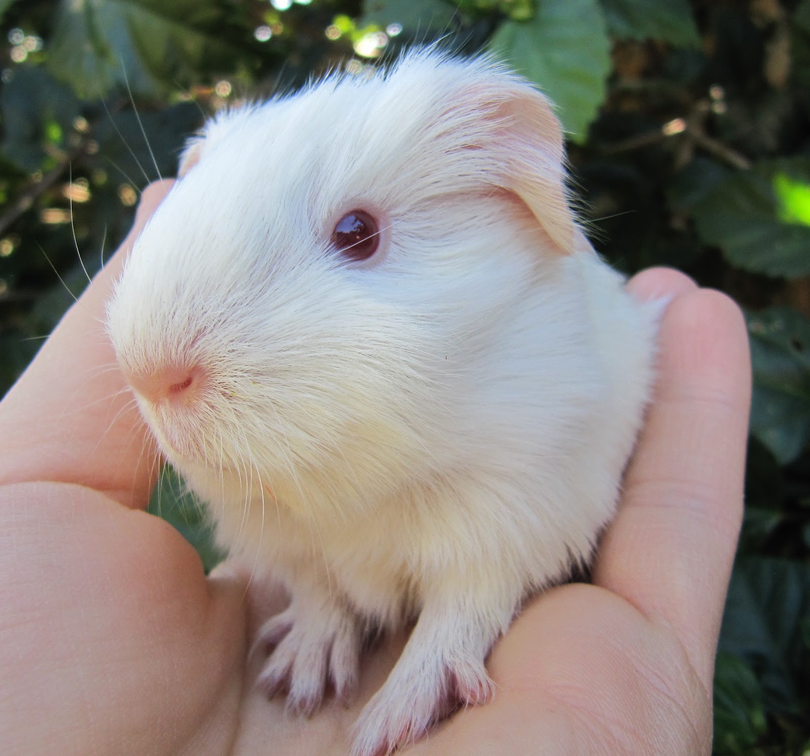 All Things Guinea Pig A week in litters.
