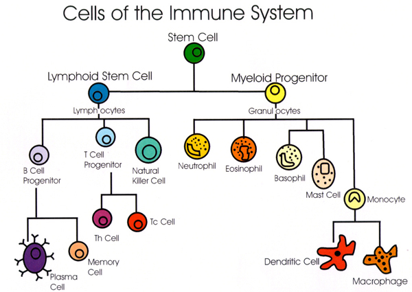 Myeloid Progenitor Cells