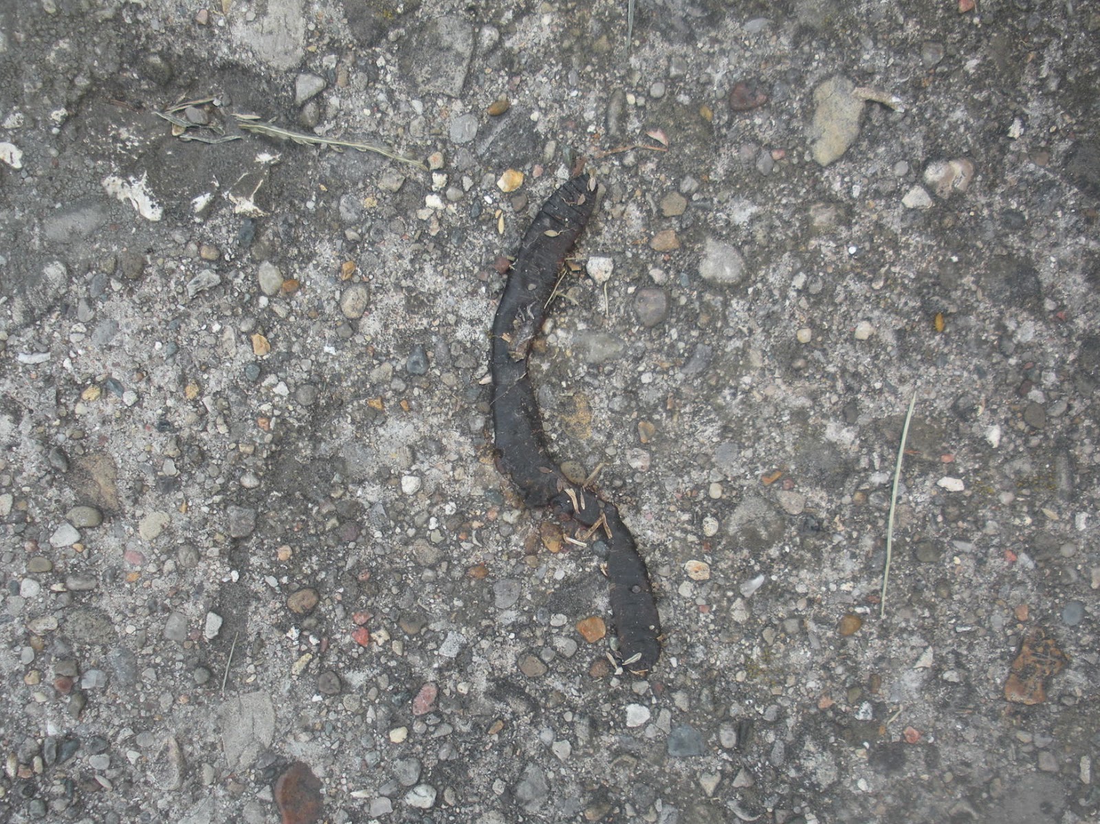 Letters for Meditations on a Dead Worm