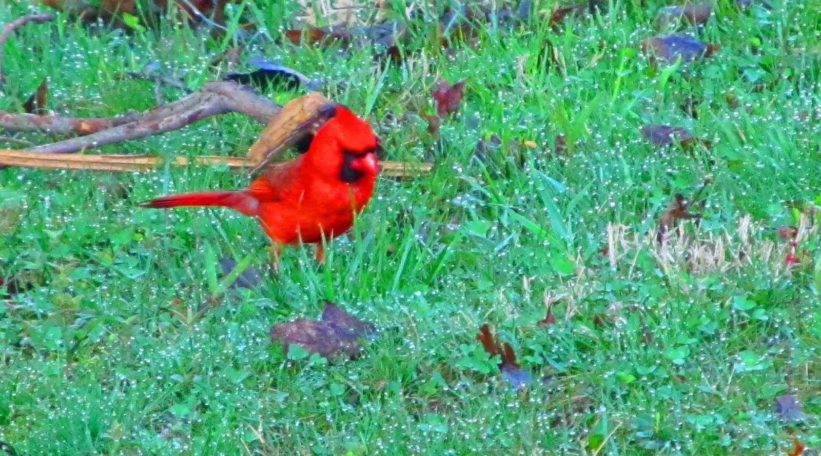 purple cardinal bird purple cardinal bird