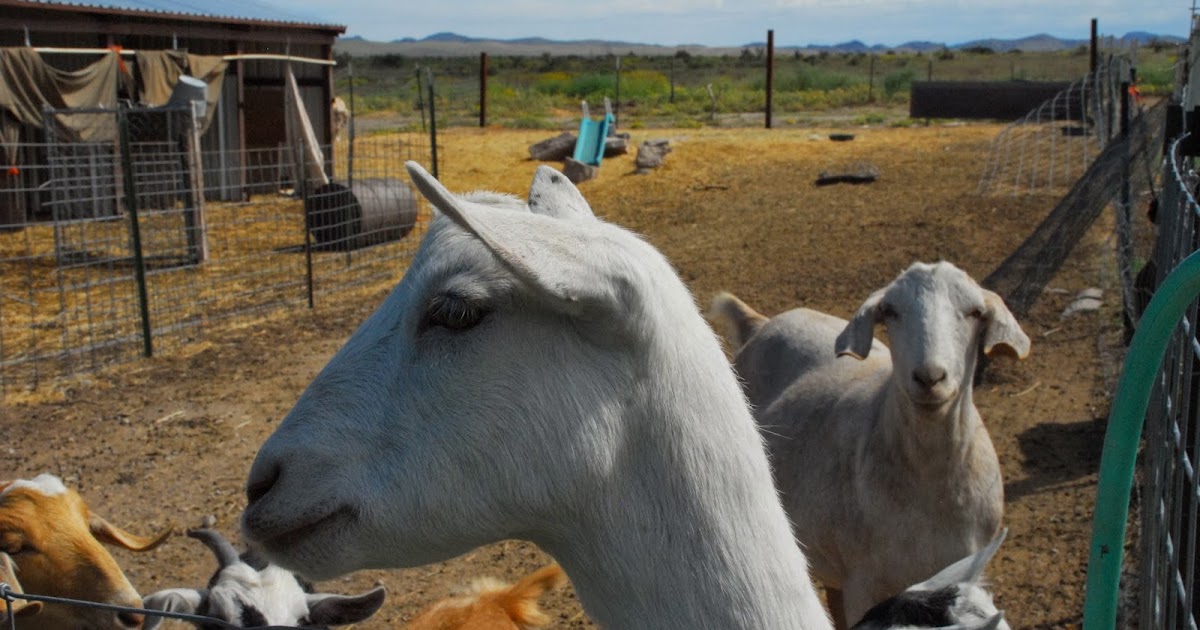 Mountain Goats West Texas Rar Mountain Goats West Texas Rar