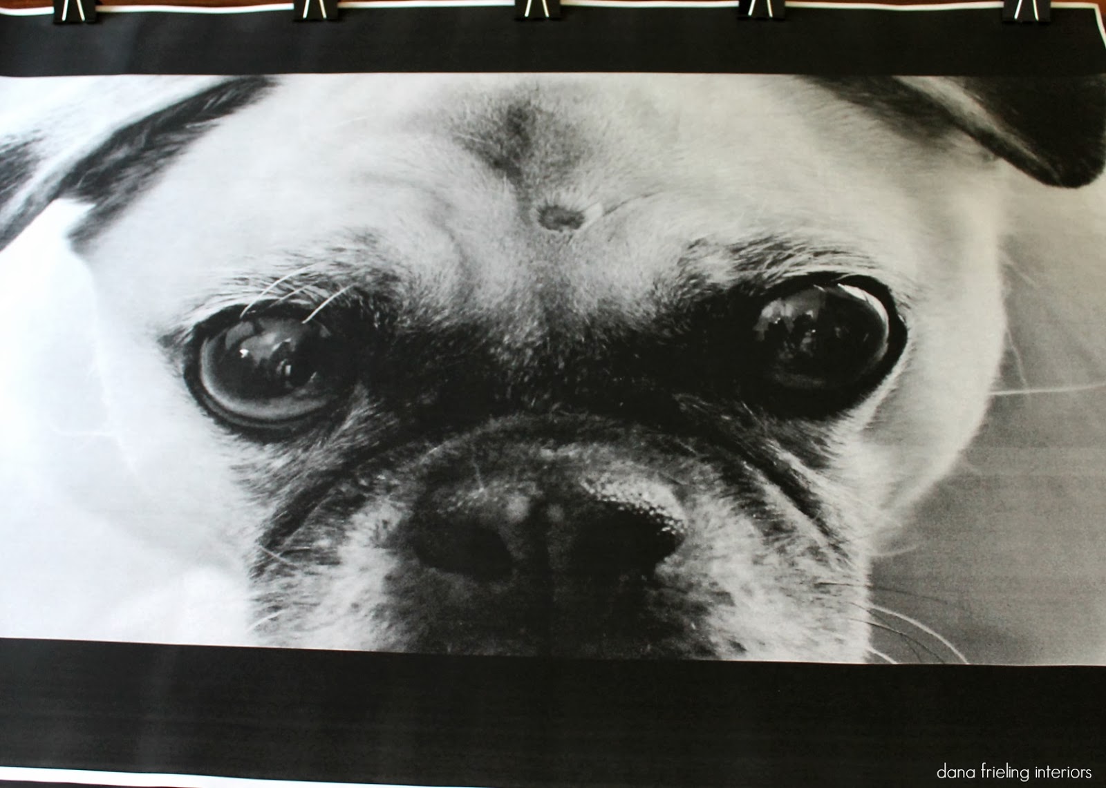 Make Them Wonder: DIY Dog Art