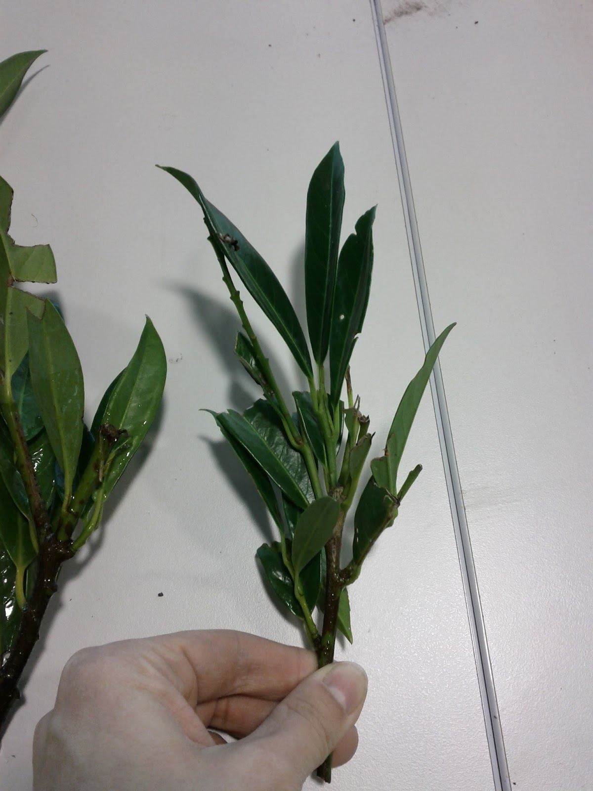 Becoming A Horticulturist Plant Id Week 7