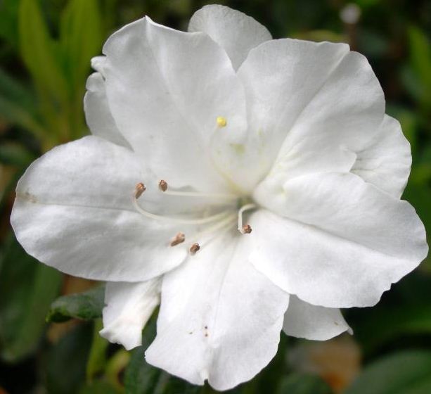 Types of Beautiful White Flowers Flowers Guides