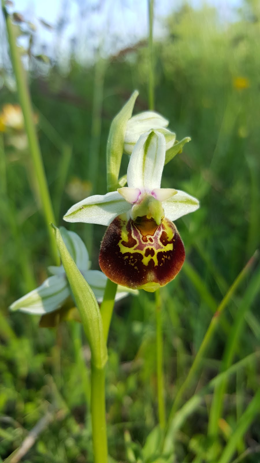 Ophrys Fuciflora 2016
