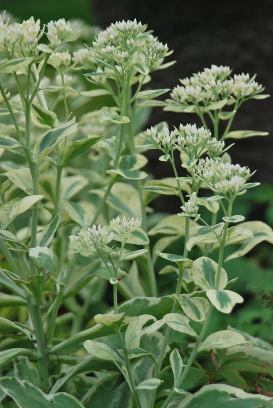 Wife, Mother, Gardener Sedum 'Frosty Morn'