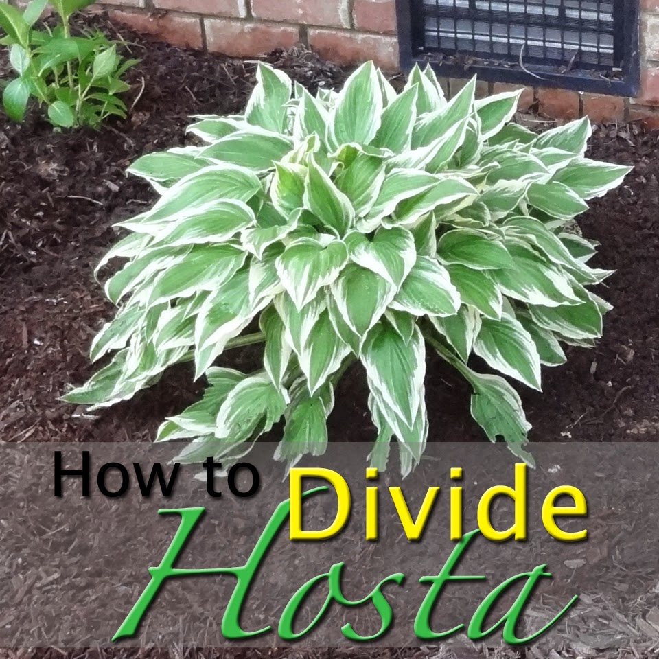Holidays at the Harris Home How To Divide Hosta