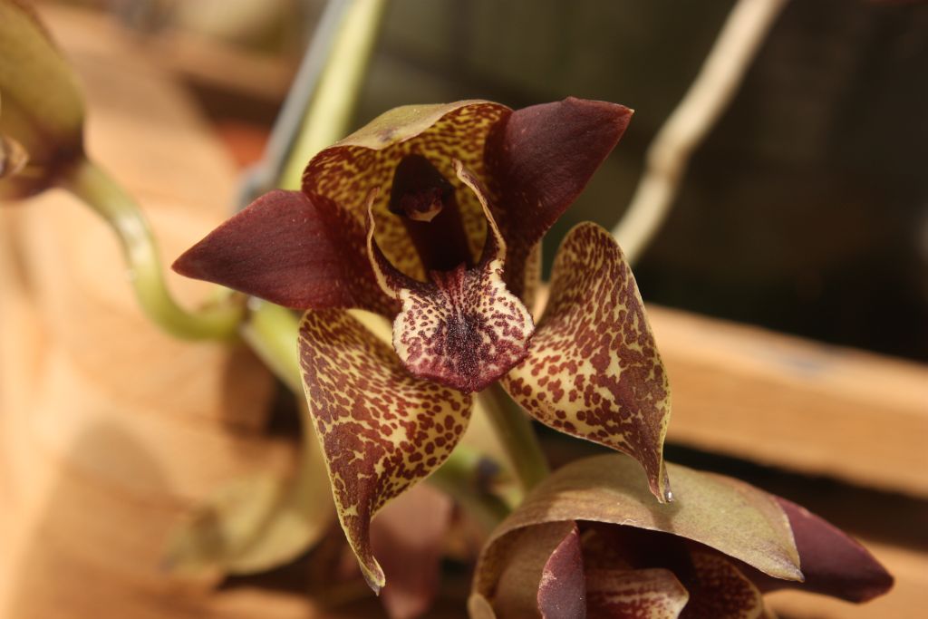 anggrek-ist: Genus bulan ini : Grammatophyllum, "The ...