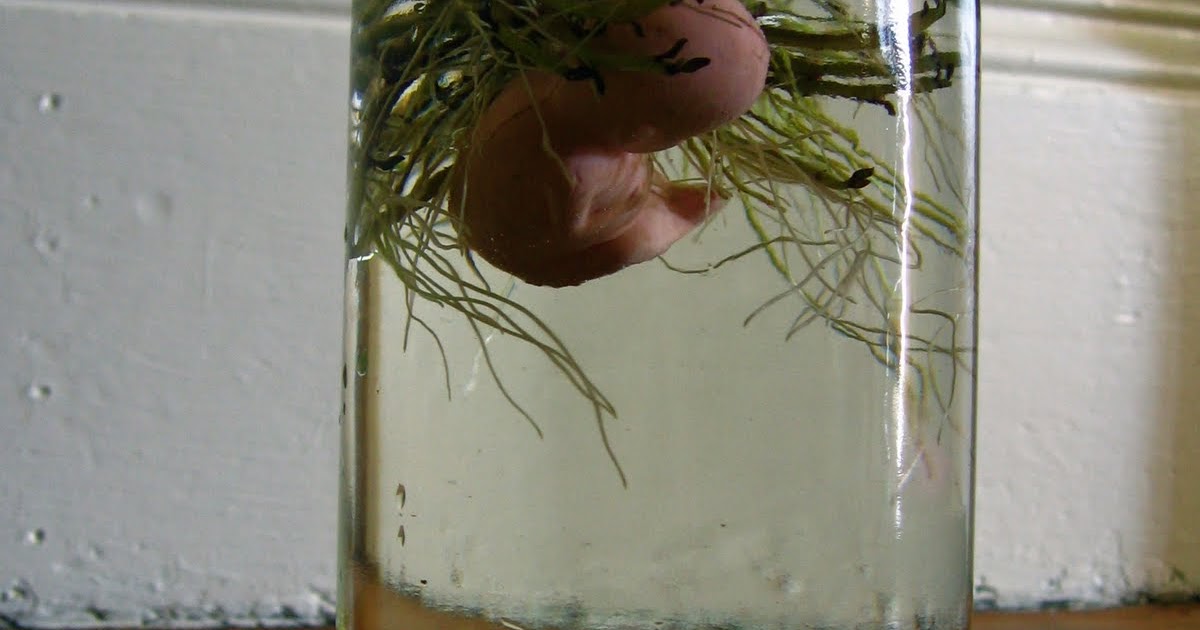 Inland Empire Utilities Agency's Water Education Programs: The Potato