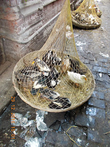 Ducks for sale in New Market.