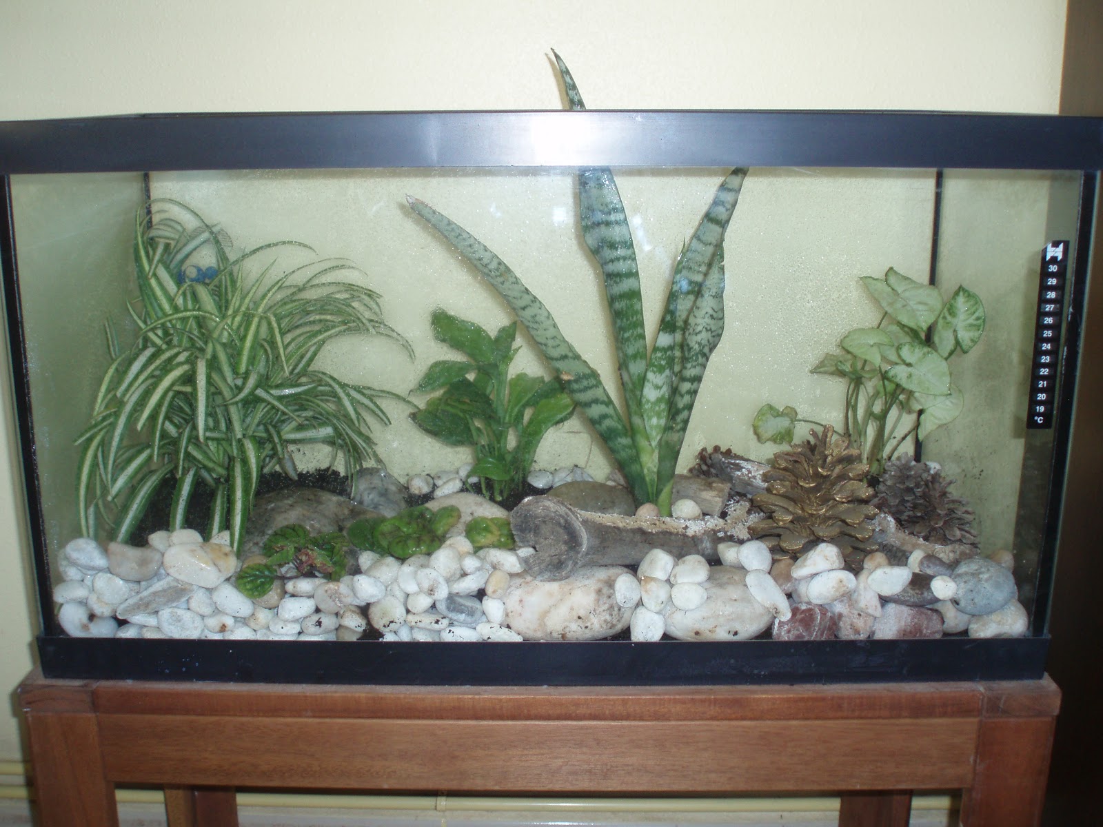Crear Un Jardin Terrario En Una Pecera Jardin De Vidrio Terrarios Pecera