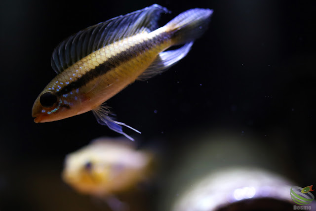 Apistogramma iniridae