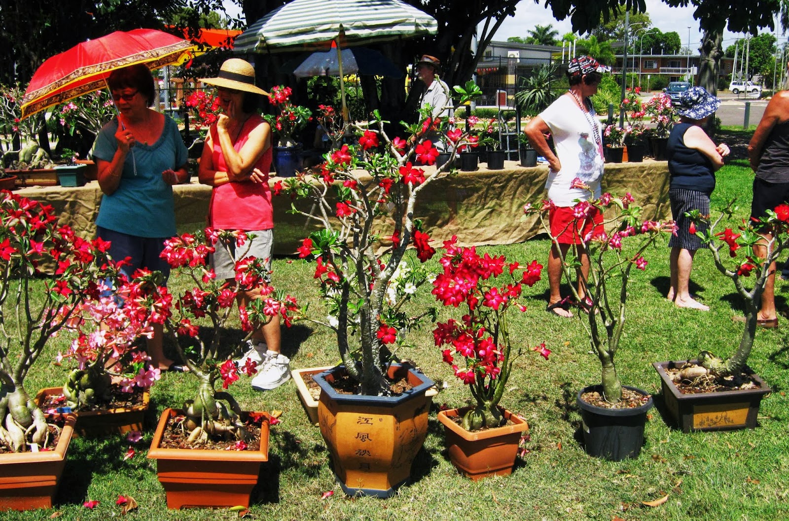 Little Darwin ROSE BY ANOTHER NAME POPULAR