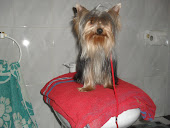 YORKSHIRE TERRIER