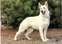Get white german shepherd puppies los angeles