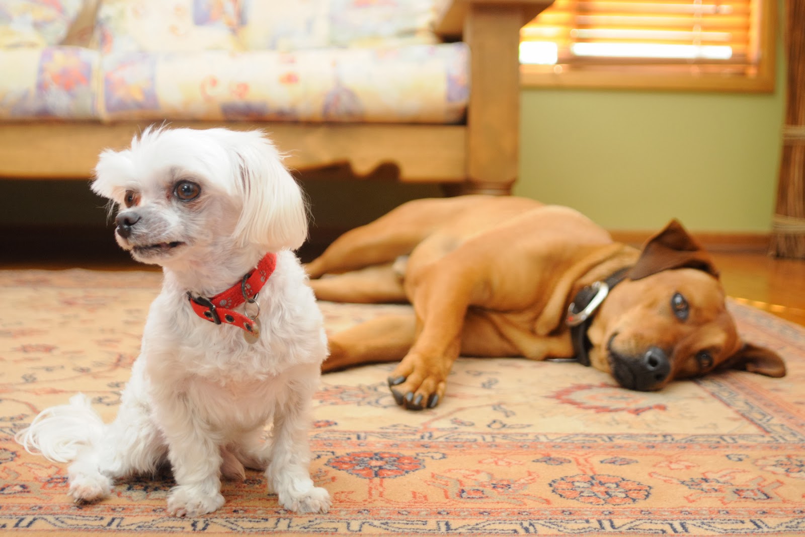 What Is Small Dog Syndrome