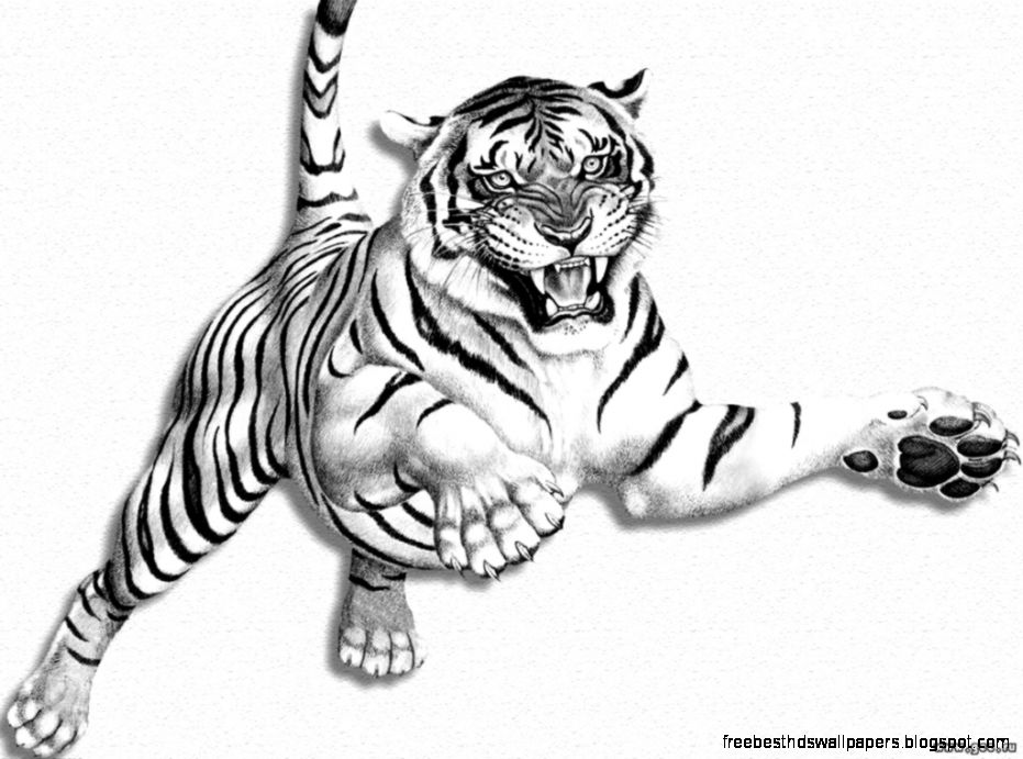 Wallpapers Big cats Tigers Painting Art White background Animals Wallpapers Big cats Tigers Painting Art White background Animals