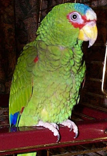 Hewan Amazon Parrot Dengan Usia Panjang