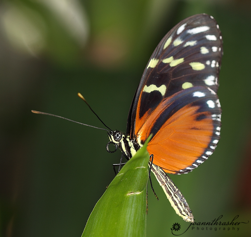 My Corner Of The World Butterflies In Bloom At Dow Gardens, Midland MI