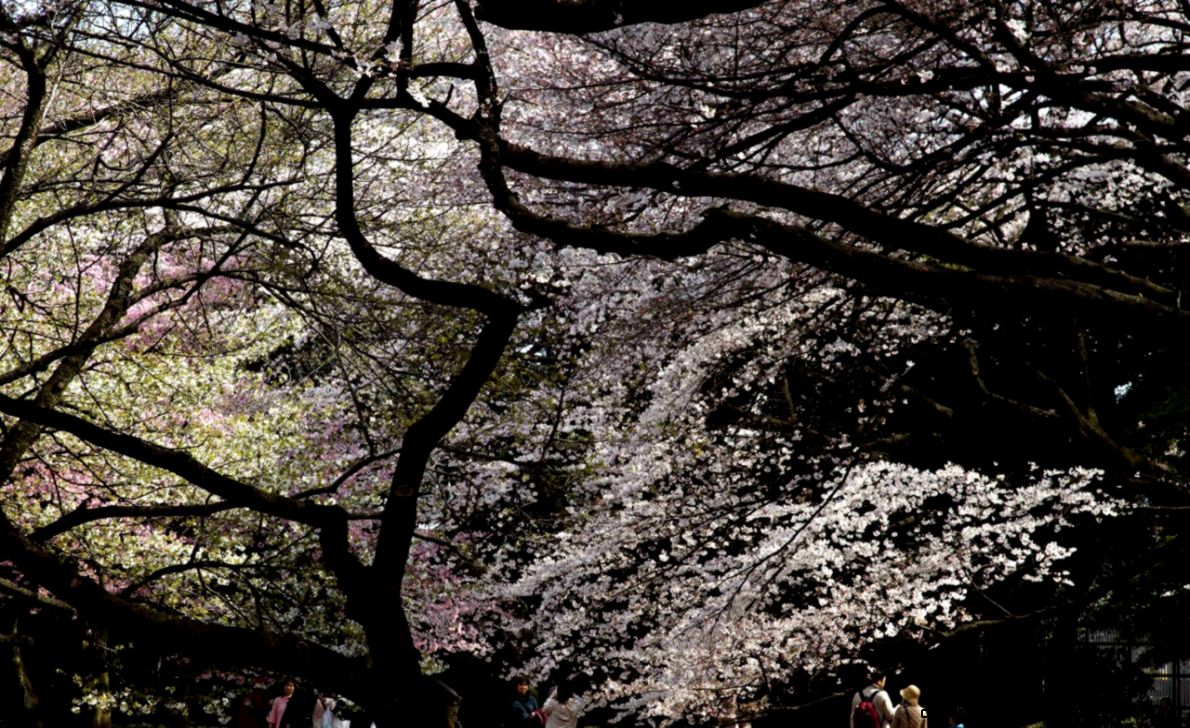 Shinjuku Gyoen Tokyo Japan 新宿御苑、東京、日本 10 Shinjuku Gyoen Tokyo Japan 新宿御苑、東京、日本 10