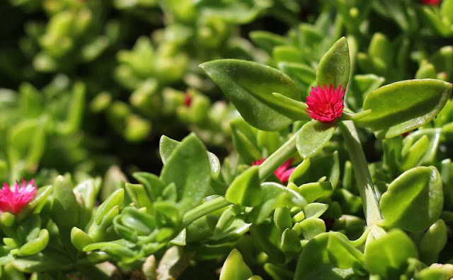 Aptenia Cordifolia Flowers Pictures