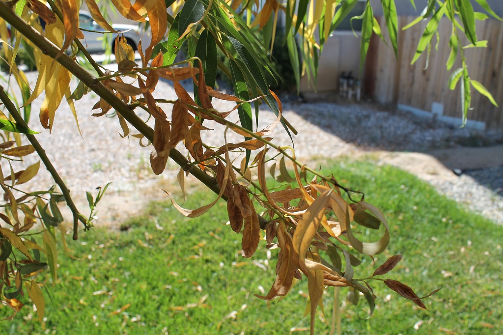 Heart 2 Heart A Dying Tree