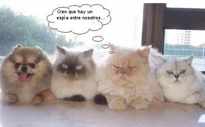 chiste_perro_gatos