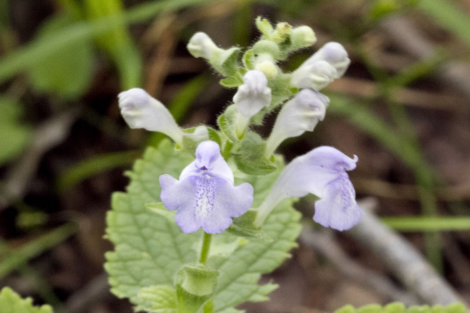 "What's Blooming Now" Southern Showy Skullcap (Scutellaria pseudoserrata)