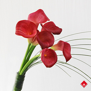 Fleuriste Isabelle Feuvrier Le Lys En Pot