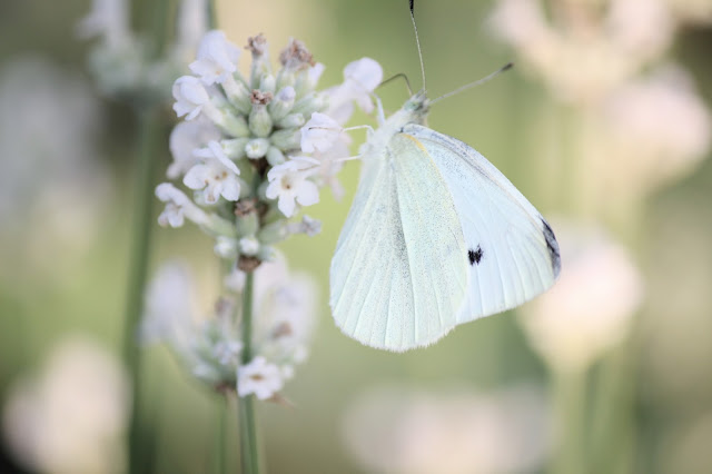 White And Shabby White Summer Cottage