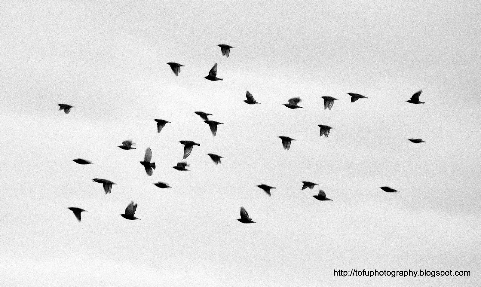 Tofu Photography Birds in flight