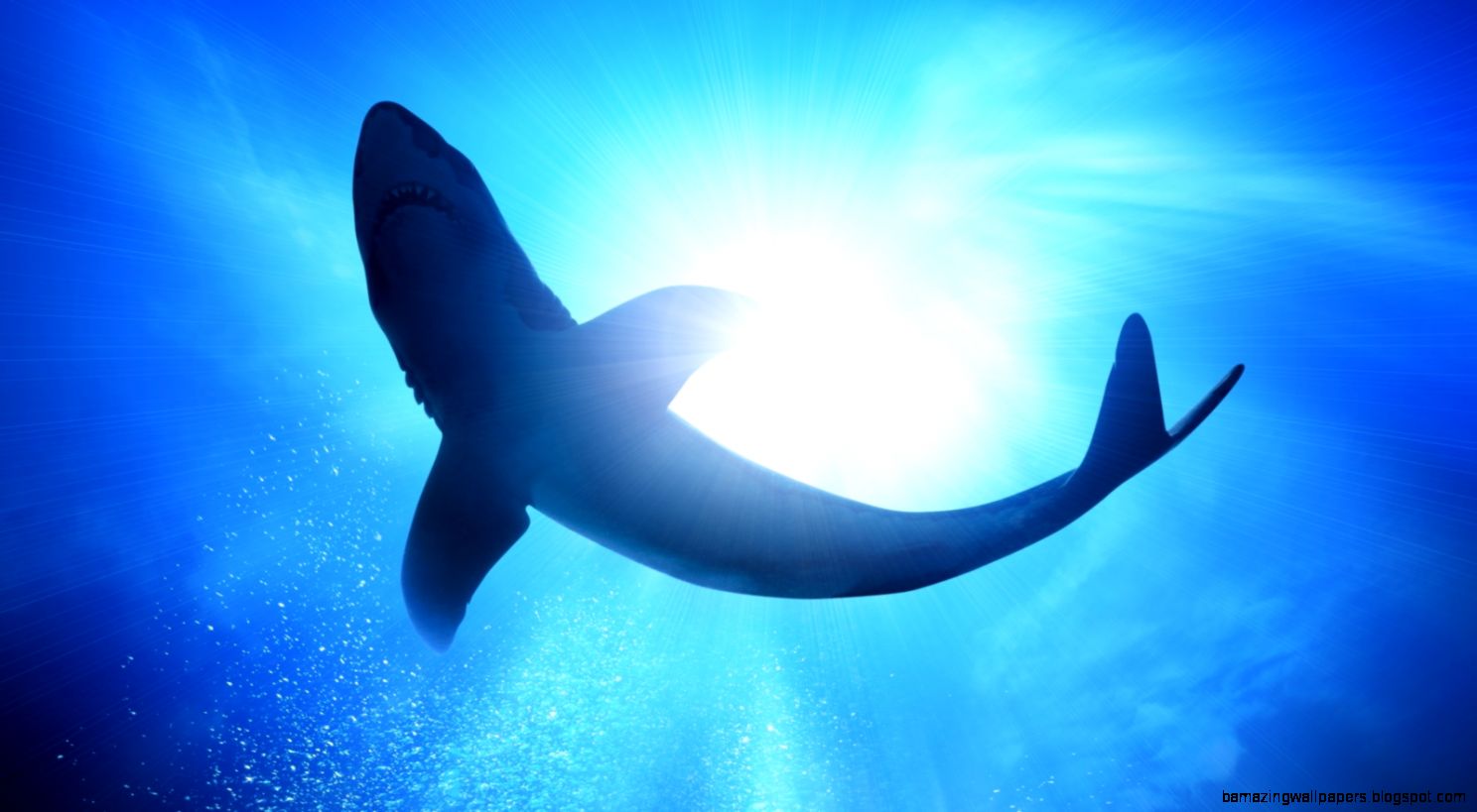 1600x900 Shark underwater Wallpaper 1600x900 Shark underwater Wallpaper