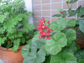 ヒューケラの花 と ピエール ド ロンサールその２