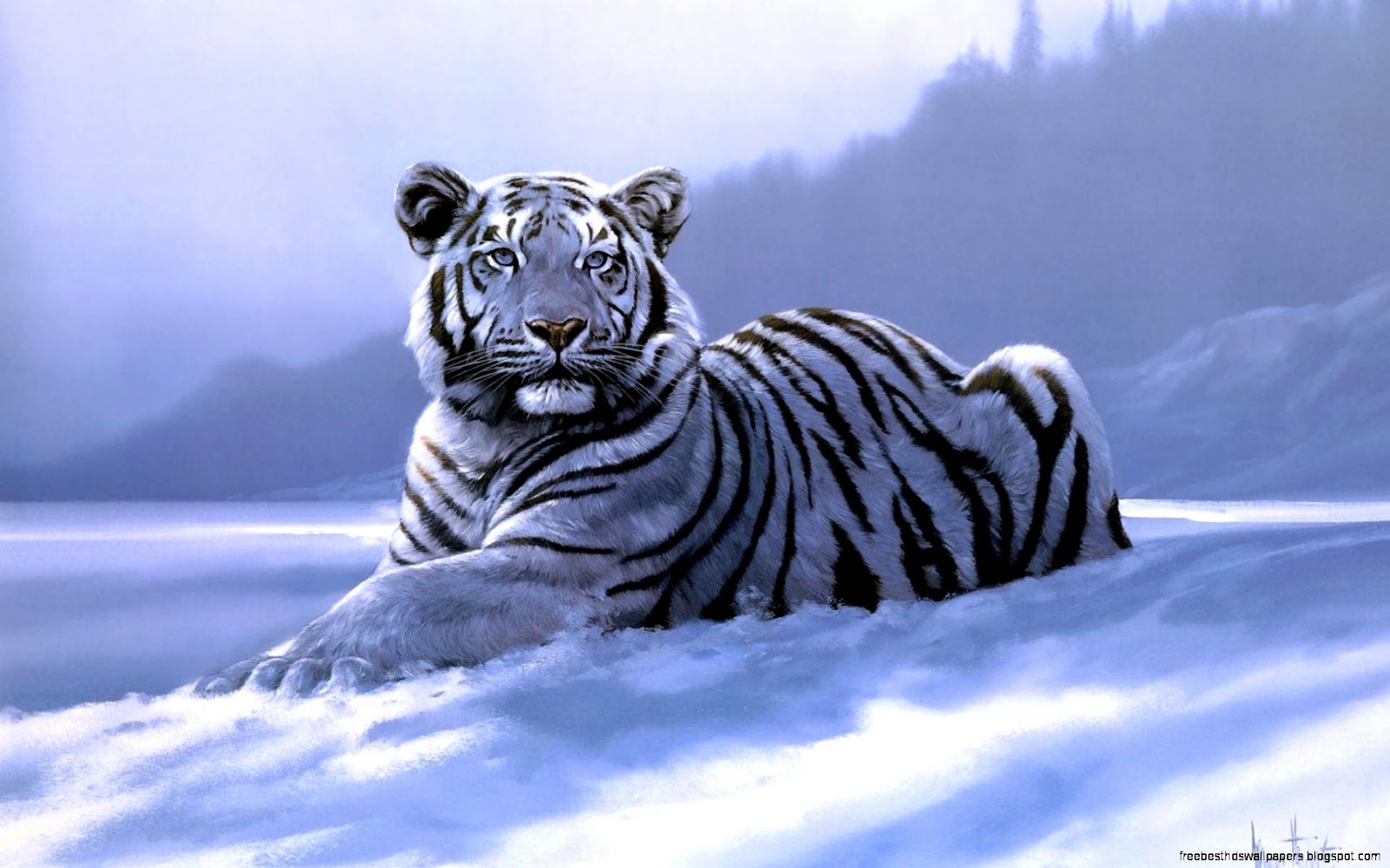 Snow White Siberian Tiger Snow White Siberian Tiger